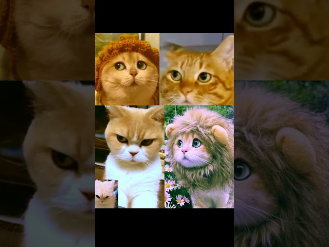 some r happy, others not so much#sing#cat#apt#shortsviral#catvideo#catlover#animals#pets#funny#fun