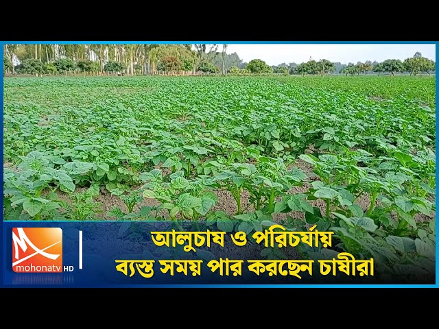 দিনাজপুরে আলুচাষ ও পরিচর্যায় ব্যস্ত সময় পার করছেন চাষীরা | Farmers | Mohona TV