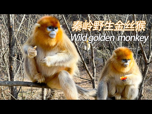 VR contact with wild golden monkeys秦岭野生金丝猴