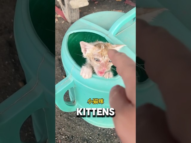 Couple Finds Kittens Infested Watering Can❤️#kitten #cat #adorable