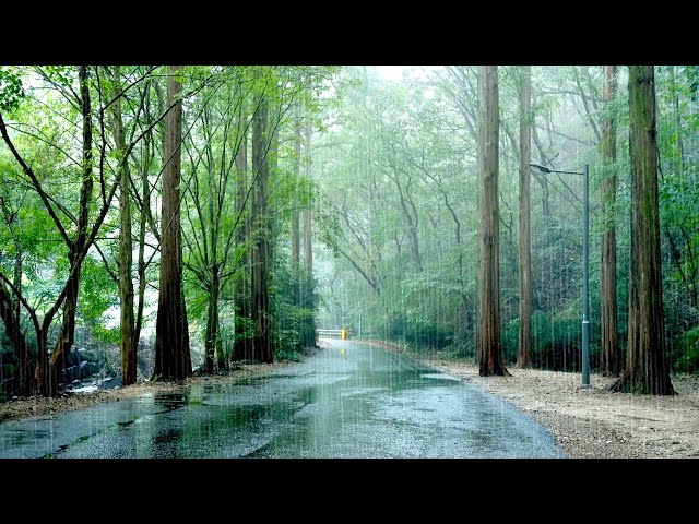 Beautiful Rain Sounds in the Forest that Organize your Thoughts & Calm Your Mind - Healing Rain