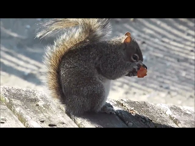 BRAZIL SQUIRREL IS SO CUTE YOU CAN'T DENY DON'T TRY TO AWW❤❤❤❤#BabyPets