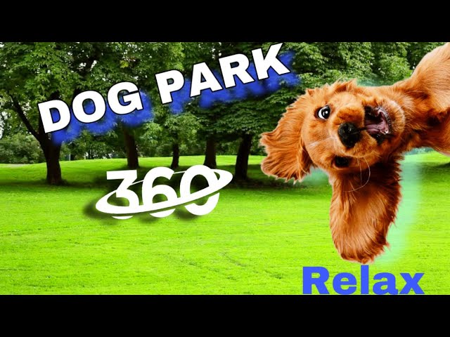 Relax and Joy: Meditation in a Dog Park 🐾🌳 | 360° VR Video