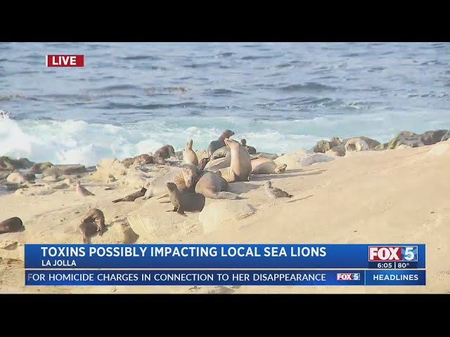 Algae blooms sickening sea lions along California coast, experts say