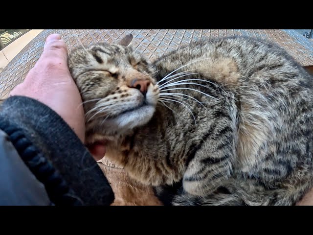 A Friendly Cat Gets Daily Love and Food!