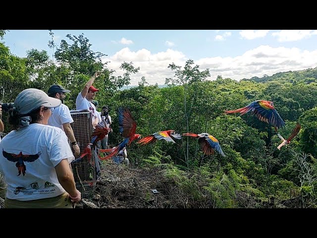 See the moment 19 rescued macaws were released back into the wild