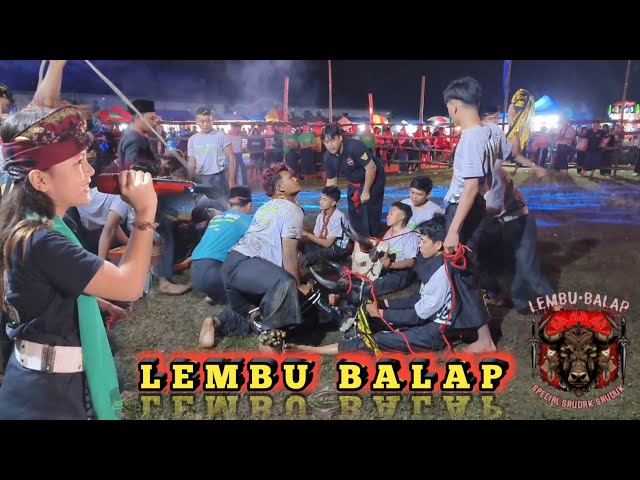 DI BAWAH KOMANDO PAWANG CILIK KEKEY! | BANTENGAN LEMBU BALAP | LIVE LAP BORO  UREK UREK PAKIS 2025