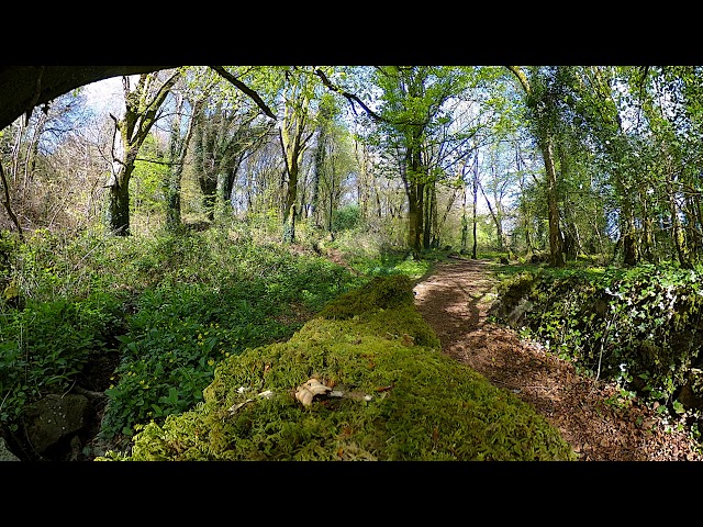 VR 360 VIDEO panorama taken from a mossy stone bridge in an old irish forest in 4k resolution