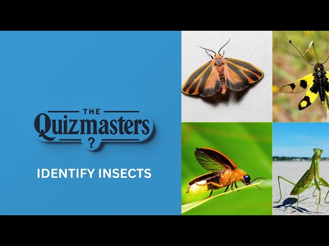 Bug Quiz: Can You ID These Insects?