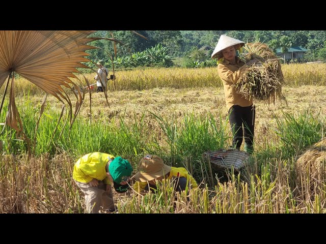 Harvesting ripe rice with children in poor rural areas of Vietnam !! BT HOA !!