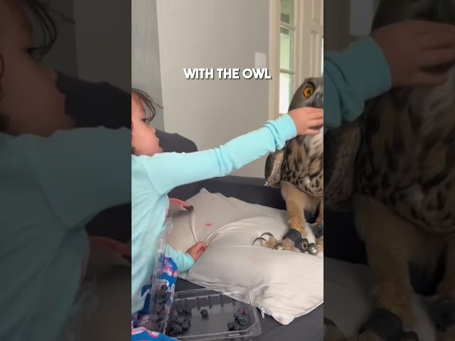 Adopting an Owl in the Wild