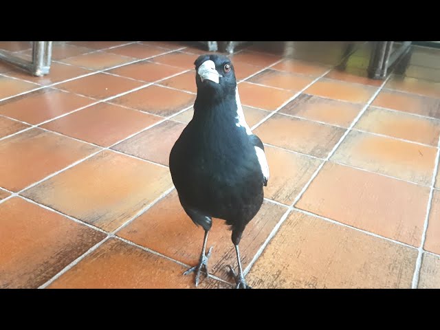 Wild Australian magpie has learnt a cheeky new trick!