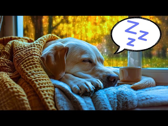 Gentle Rain for Afternoon Napping | Relaxing | Episode 017