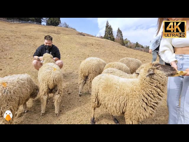 Cingjing Farm, Nantou, Taiwan🇹🇼 The Sheep Here are So Cute (4K HDR)