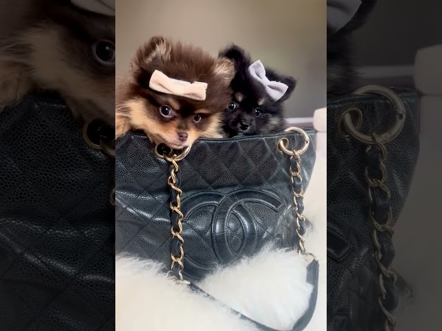 Micro teacup Pomeranian puppies in Purse