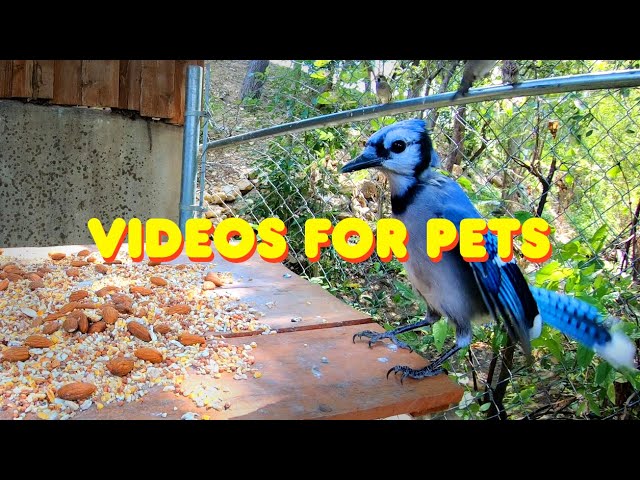 ⭐ Cat TV ⭐ - Relaxing Bird Sanctuary 🐦 - Best Videos for Cats to Watch - Cat Games - HD 🐾