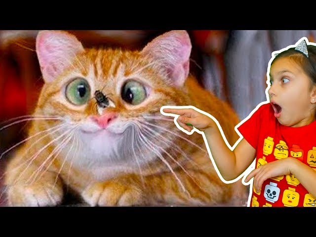 ХРАБРЫЕ КОТЫ))! ЛУЧШИЙ НЕ ЗАСМЕЙСЯ ЧЕЛЛЕНДЖ с КОТАМИ! Funny Cats Попробуй не засмеяться Валеришка