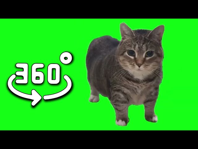 OIIAOIIA CAT but in 4K (Not Actually) 360 video