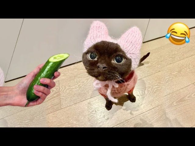 Funny Cats Moments😂|| funny compilation 2025