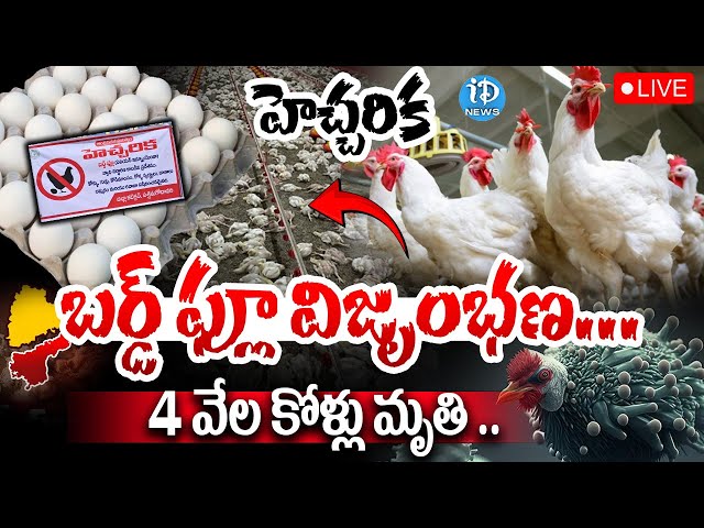 LIVE : BIG BREAKING : Bird Flu Danger Bells : 4 వేల కోళ్లు మృ_తి .. |  #politicalscoop