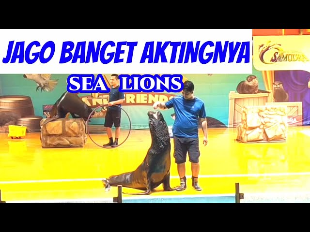 SEA LION SI PALING JAGO AKTING ‼️OCEAN DREAMS SAMUDRA ANCOL