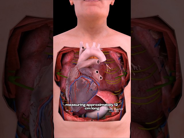 Anatomy of the Heart: Size and Location ❤️