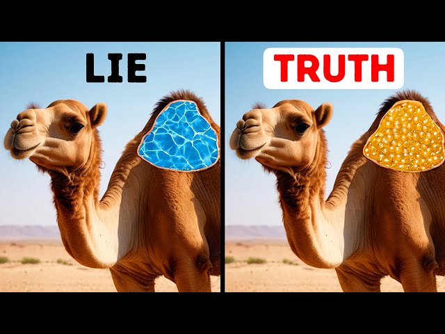 Camels don't store water in humps // 50+ Animal Facts No One Told Us During Biology Class