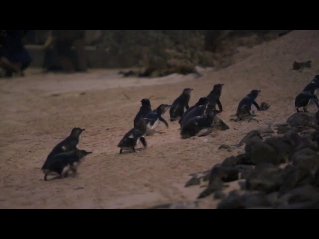 Penguins beach crossing at Phillip Island Nature Parks