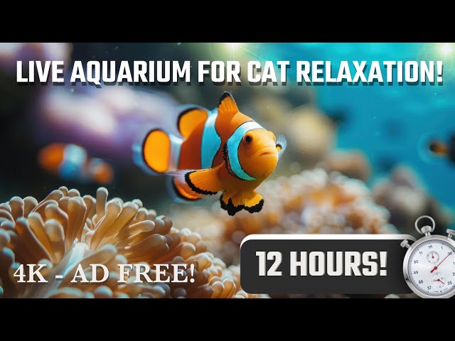 🔴12 HOURS! Calming Music for Cats | Anxiety relief | Leave home worry free! LIVE Aquarium 🐟 NO ADS