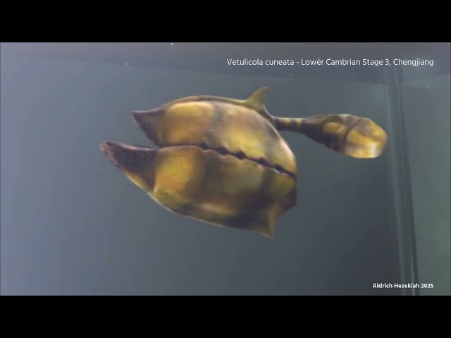 Cambrian Not-Fishes (3D Paleoart)