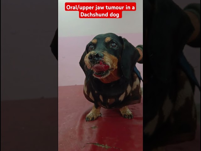 #Oral tumour/#epulis/#upper jaw tumour/#Dachshund dog/#difficulty in eating