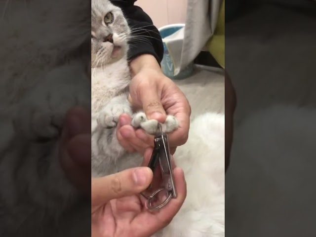 This is How i Cut My Cute Kitten Cat Nails at Home | Funny Cute Cats Videos