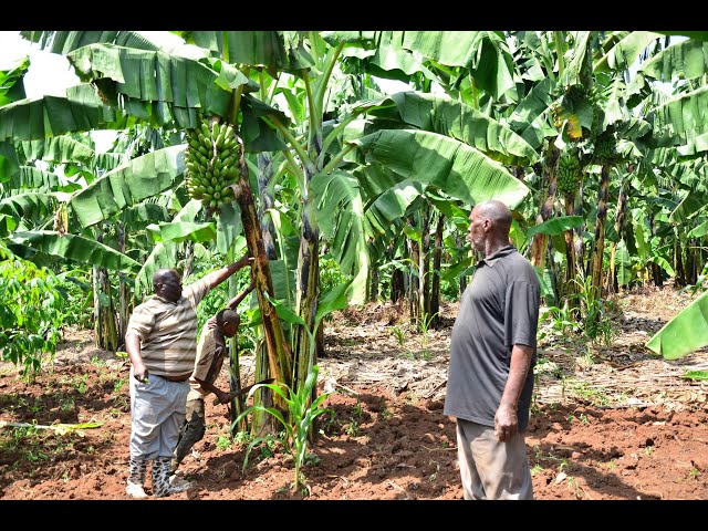 Goberera Bino Ofune Kiralu mu Kulima  Amatooke Ne RUCID (Rural  Organic Agriculture Traininig.PT 1