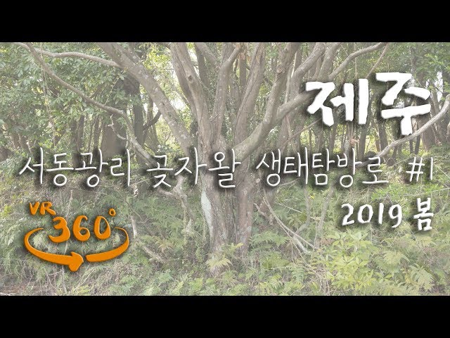 [360 VR ASMR] 제주 서동광리 곶자왈생태탐방로 #1 / Seodonggwang-ri Gotjawal in Jeju(5K)