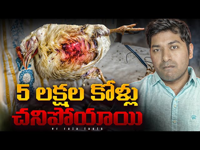 Bird Flu Spreading Across Andhra Pradesh | Real Interesting Facts | Telugu | VR Raja Facts