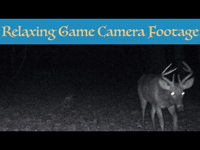 Deer on the Trail Cam | Relaxing Music