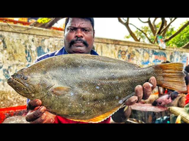 KASIMEDU 🔥 SPEED SELVAM | HUGE SOLE NAKKU FISH CUTTING VIDEO | 4K VIDEO | KM FISH CUTTING