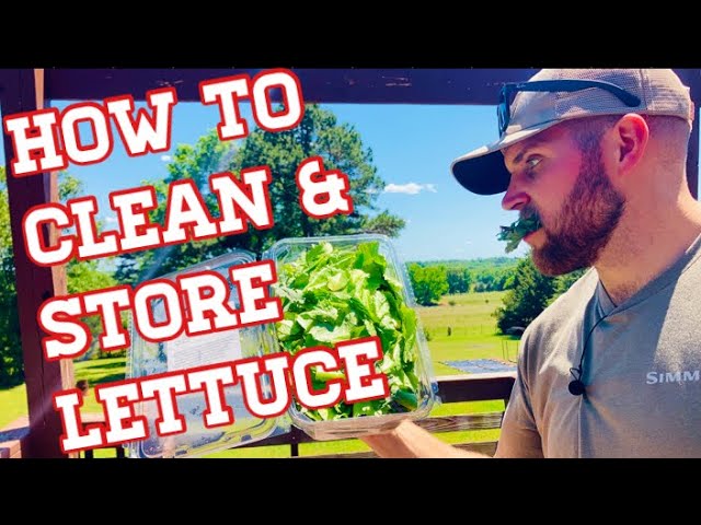 How to Clean & Store Lettuce From the Garden 🥬