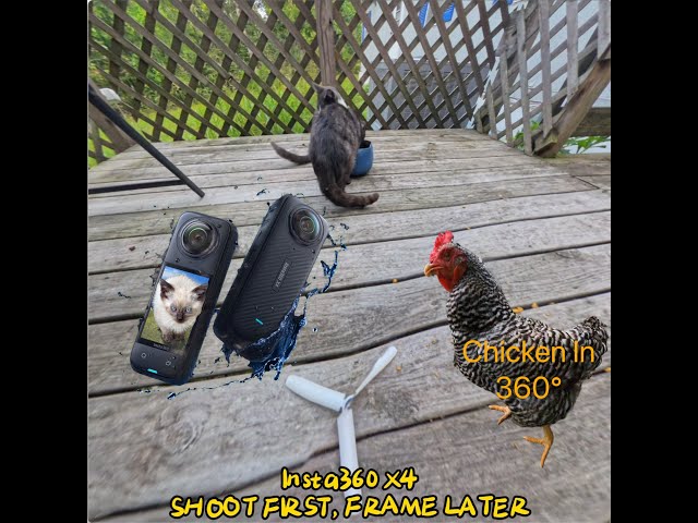 Chicken And Cats 360 4K