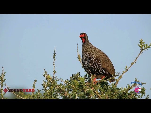 Red-necked Spurfowl: Stunning Footage with Authentic Calls and Song