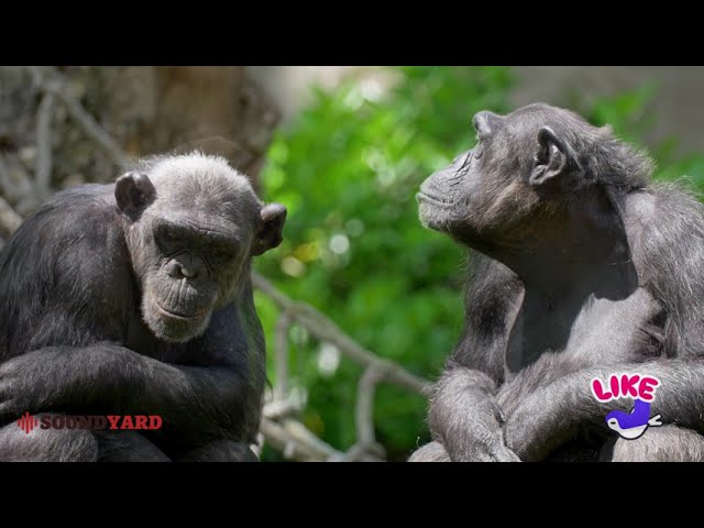 Emotional Moment: Two Chimpanzees Sit Together on a Sunny Day