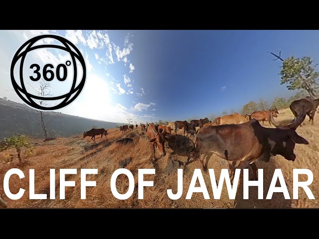 Cows oxen roaming with herdsman on cliff of Jawhar Part 3