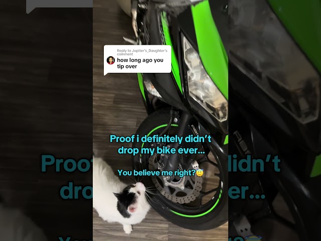 The culprit! #cat #catshorts #shorts #motorcycle #funny #trending #viralvideo #fyp