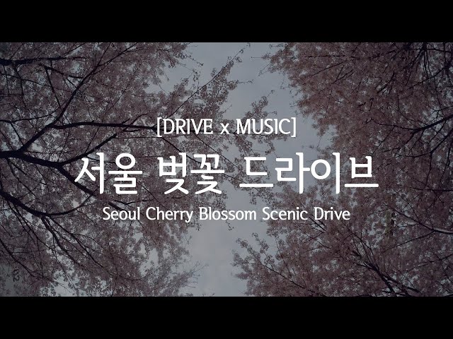 Ep.42 서울 벚꽃 드라이브(4K) / Seoul Cherry Blossom Scenic Drive