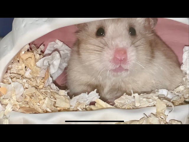 Syrian hamster in hideout