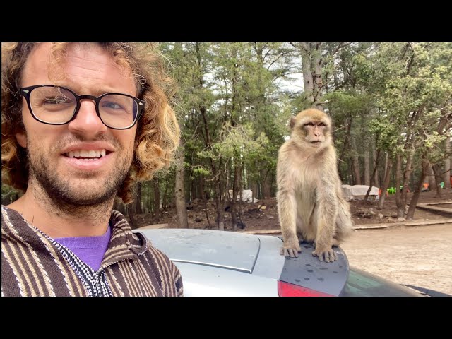 WILD Monkeys in Morocco 🇲🇦 AZROU Morocco Travel