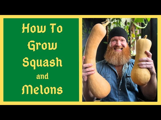 All About Growing Squash And Melons - Ultimate Carefree Setup - Custom Tailor To Your Environment