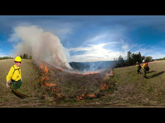 Prescribed Fire in Redwood National Park: "Upper Counts Unit". 360 video