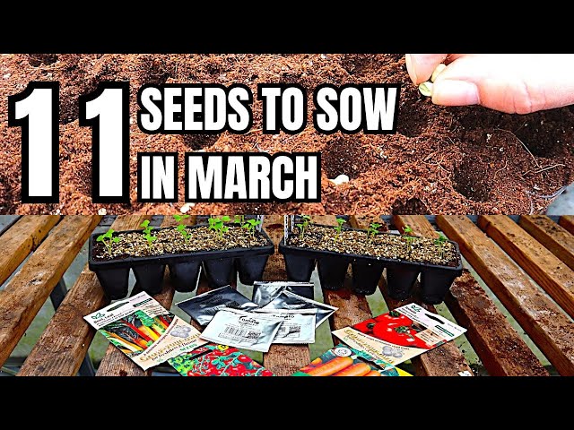 March Veg Gardening: 11 Must Sow Seeds For Success