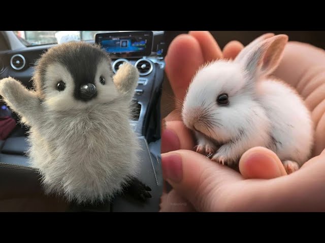 AWW Animals SOO Cute! Cute baby animals Videos Compilation cute moment of the animals #13